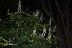 Aesculus assamica